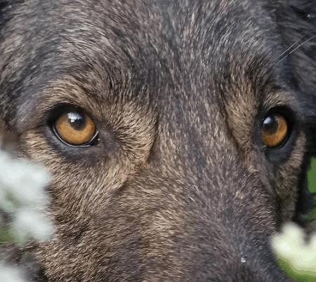 Heimische Kräuter für Hunde